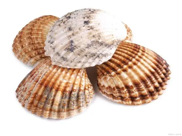 shell.png